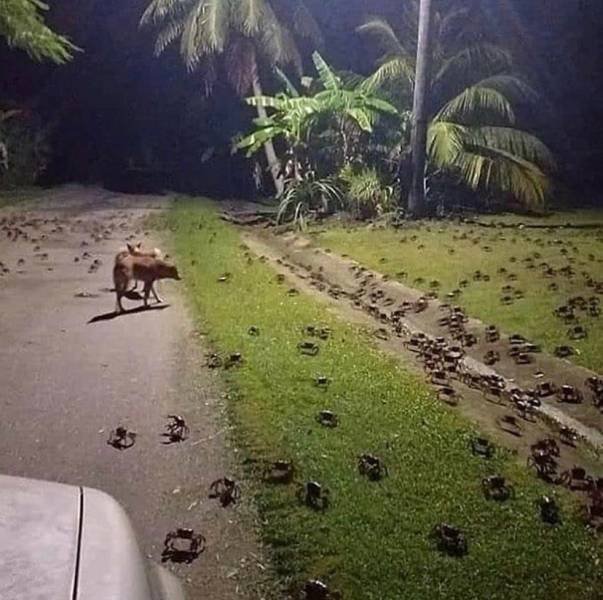 Acid Picdump 1 (84 pics)