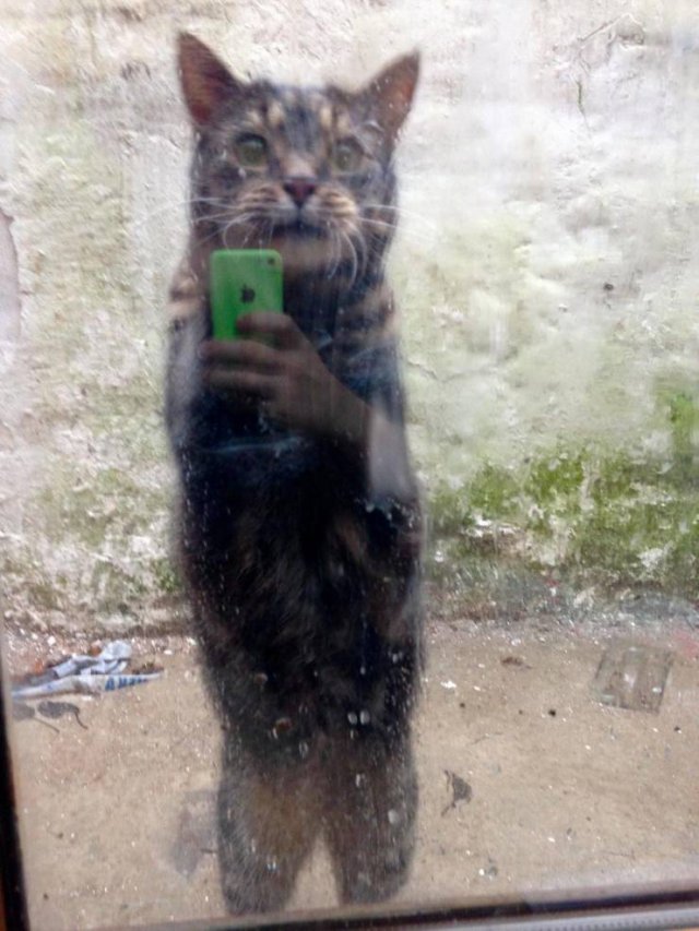Acid Picdump 1 (84 pics)