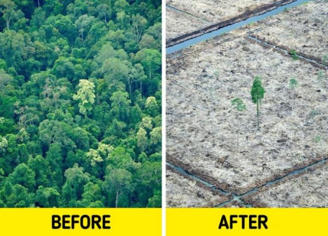 The Consequences Of Global Climate Changes (19 pics)