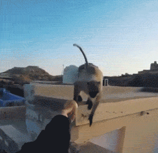 Acid Gifdump, March 9 (25 gifs)
