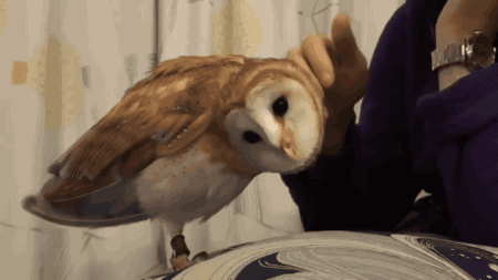 Acid Gifdump, March 9 (25 gifs)