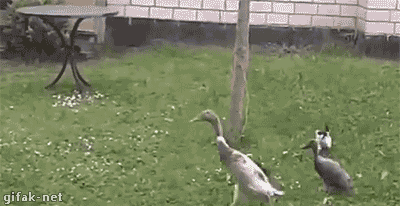 Acid Gifdump, March 9 (25 gifs)