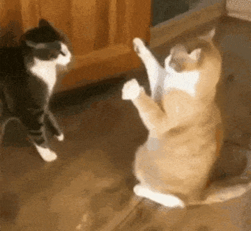 Acid Gifdump, March 9 (25 gifs)
