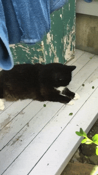 Acid Gifdump, March 9 (25 gifs)