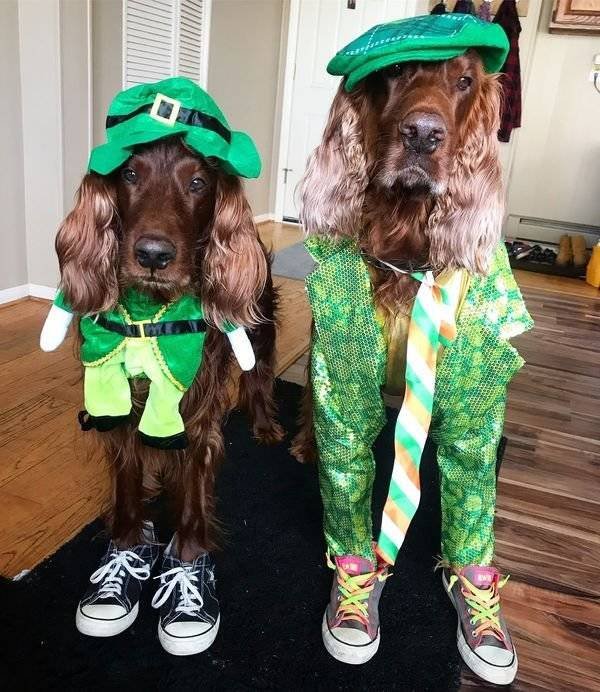 Ireland Memes And Pictures (41 pics)