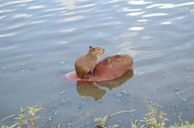 Acid Picdump 1 (82 pics)