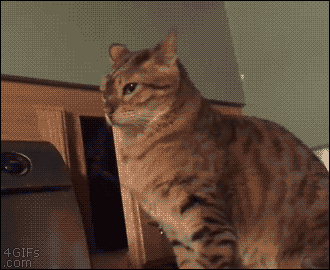 ANIMAL GIFS & PIC 1 -  3 pages Gifs_04