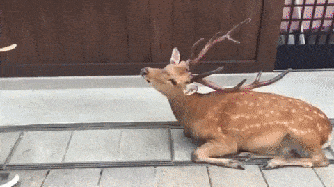 Acid Gifdump, March 12 (25 gifs)