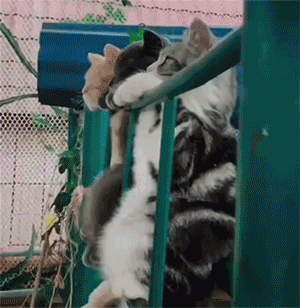 Acid Gifdump, March 12 (25 gifs)