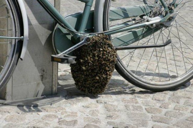 Acid Picdump 1 (78 pics)