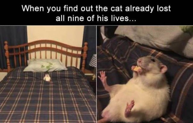 Random Funny Memes (156 pics)