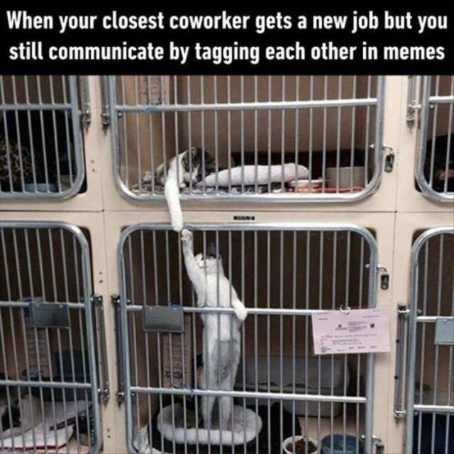 Random Funny Memes (156 pics)