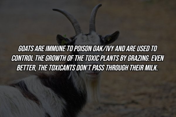 Intriguing Facts (19 pics)