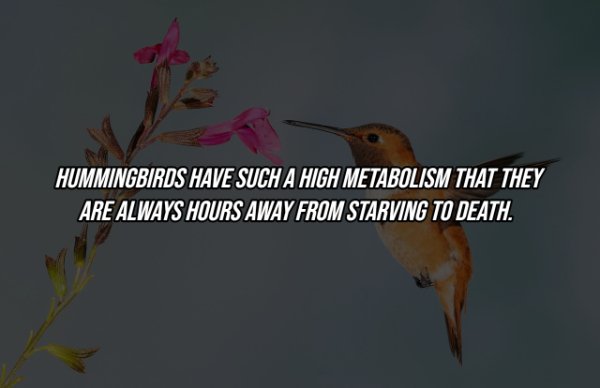 Intriguing Facts (19 pics)