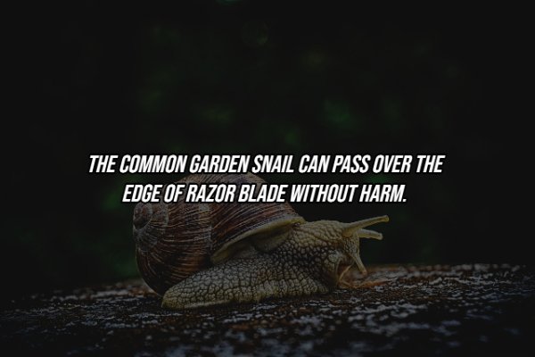 Intriguing Facts (19 pics)