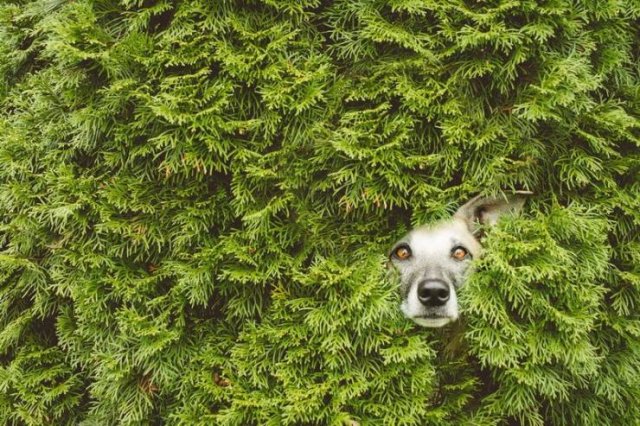 Acid Picdump 2 (79 pics)