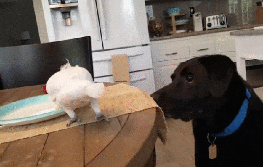Acid Gifdump, March 16 (25 gifs)