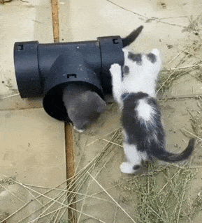 Acid Gifdump, March 17 (25 gifs)