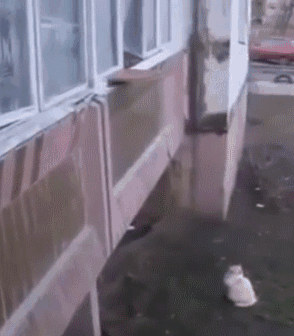 Acid Gifdump, March 17 (25 gifs)