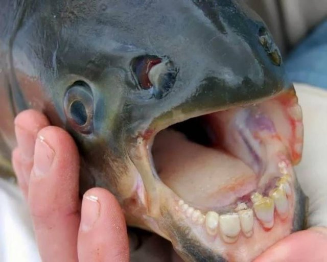 Acid Picdump 1 (83 pics)