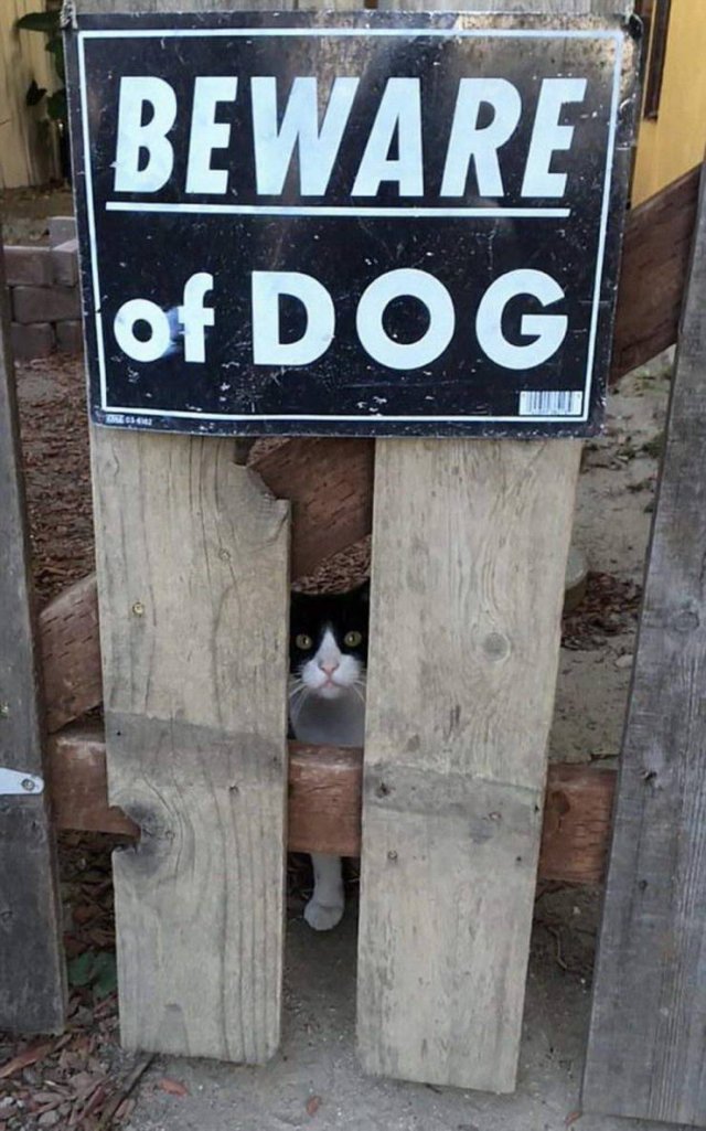 Acid Picdump 1 (83 pics)