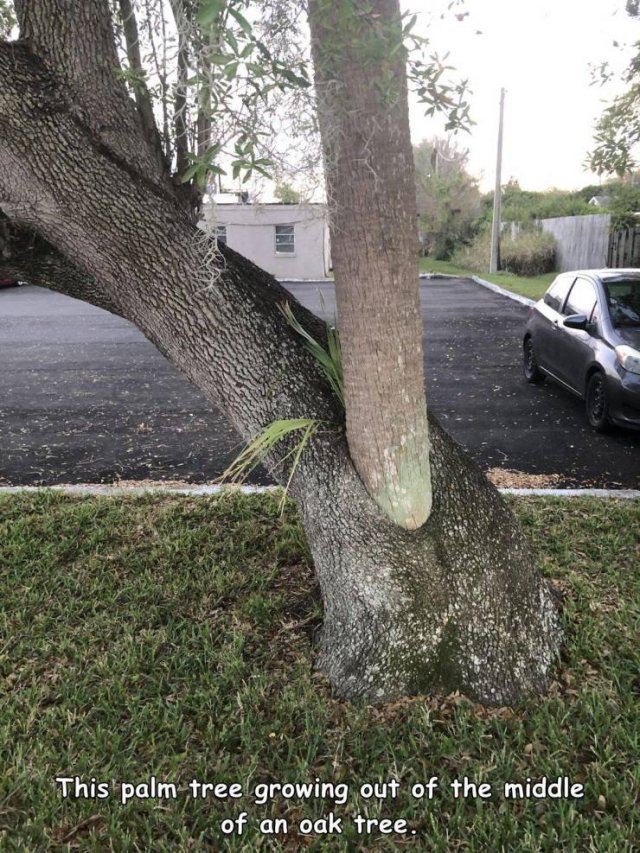 Acid Picdump 1 (83 pics)