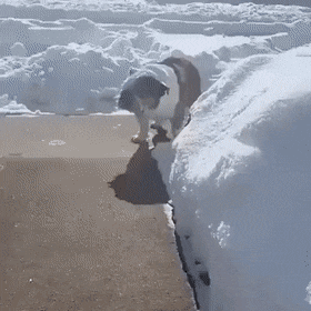 Acid Gifdump, March 18 (25 gifs)
