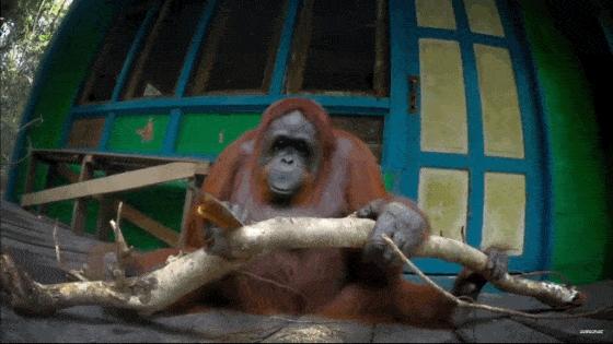 Acid Gifdump, March 19 (25 gifs)