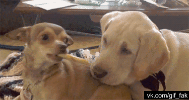 Acid Gifdump, March 19 (25 gifs)