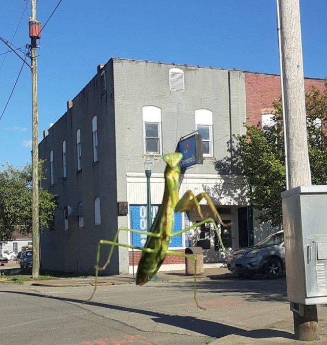 Look Twice (19 pics)