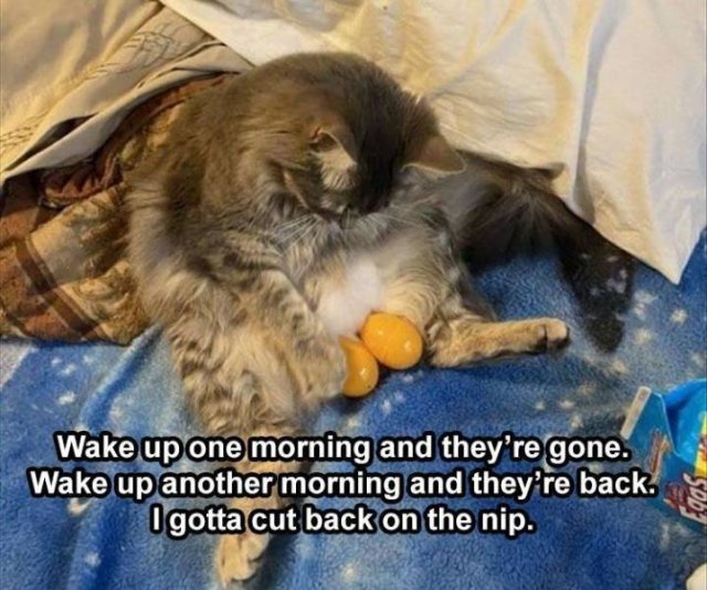 Random Funny Memes (56 pics)