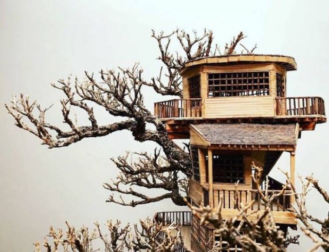 Tiny Bonsai Treehouses By Dave Creek (29 pics)