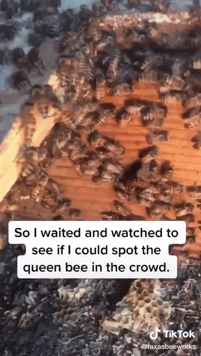 Texas Bee Queen (22 pics)