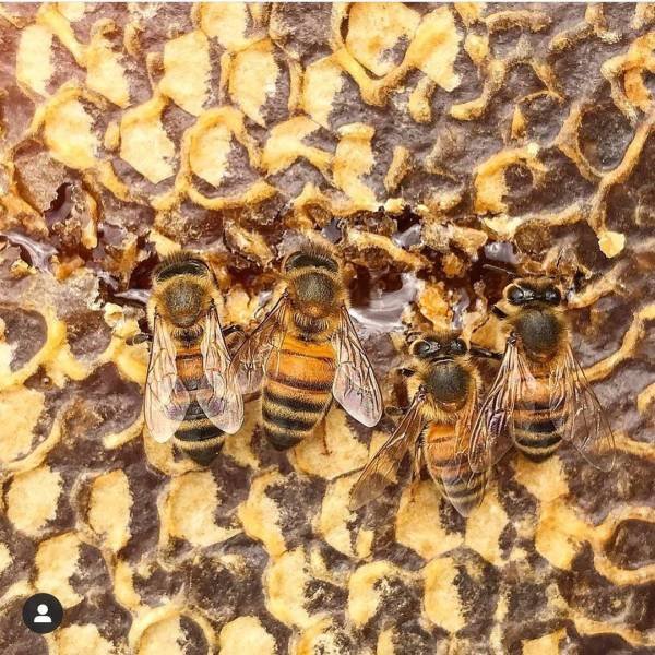 Texas Bee Queen (22 pics)