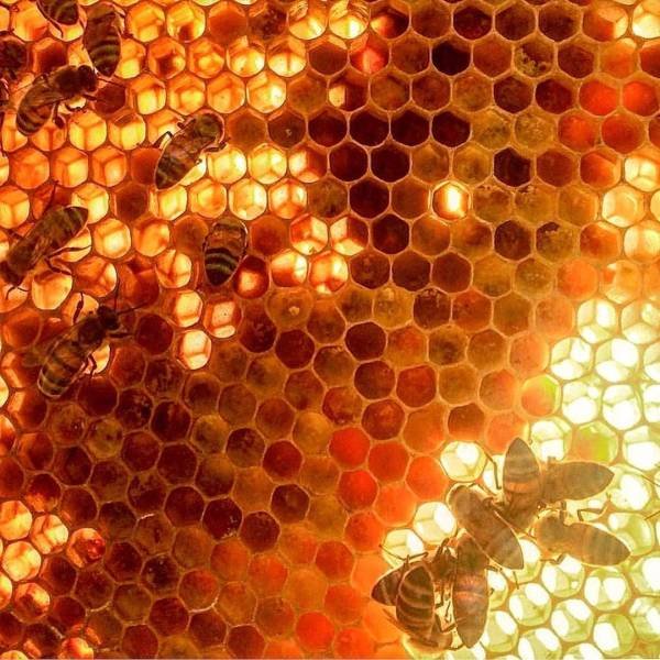 Texas Bee Queen (22 pics)