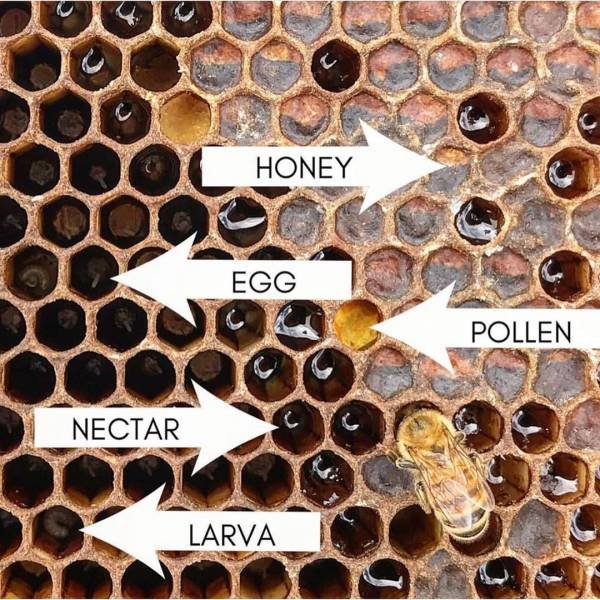 Texas Bee Queen (22 pics)