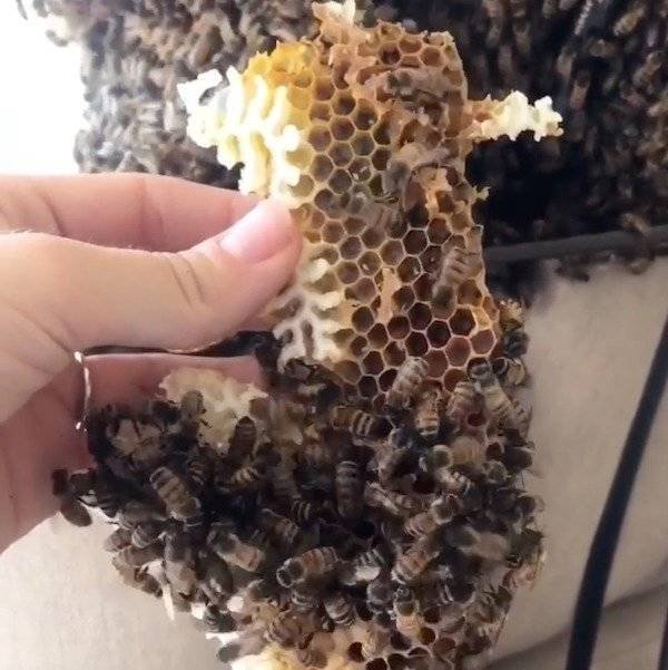 Texas Bee Queen (22 pics)