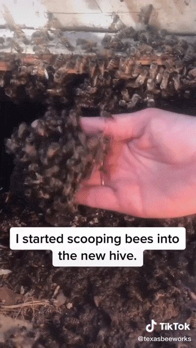 Texas Bee Queen (22 pics)