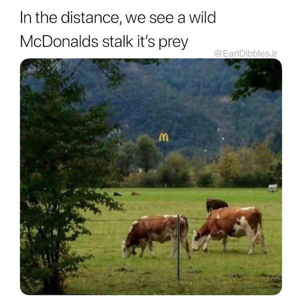Country Memes (37 pics)