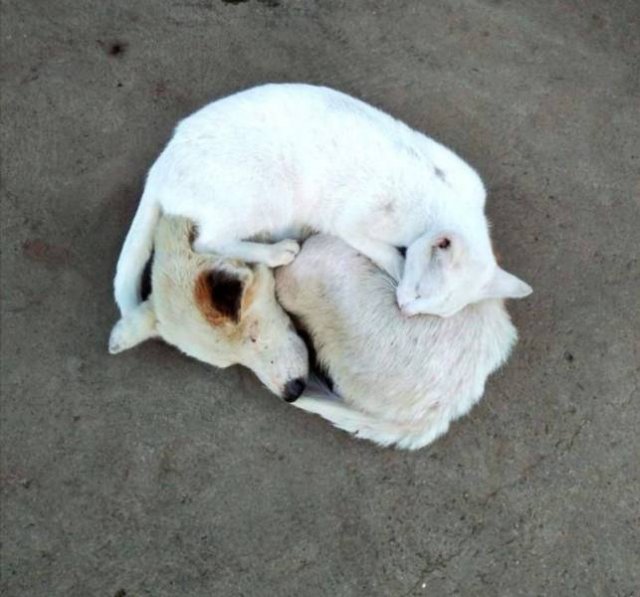 Acid Picdump 2 (80 pics)