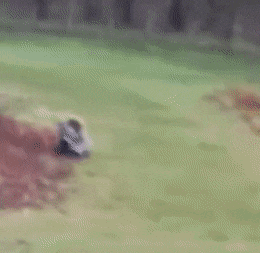 Acid Gifdump, March 25 (25 gifs)