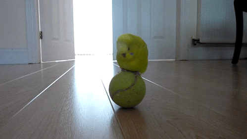 Acid Gifdump, March 26 (25 gifs)