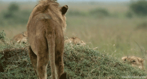 Acid Gifdump, March 26 (25 gifs)