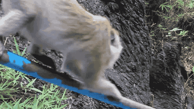 Acid Gifdump, March 26 (25 gifs)