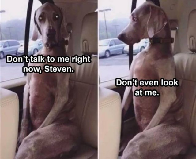 Random Funny Memes (71 pics)