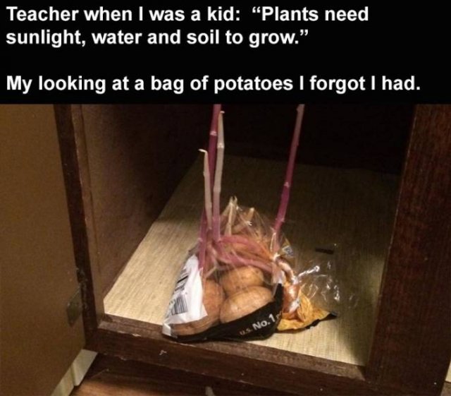 Random Funny Memes (71 pics)
