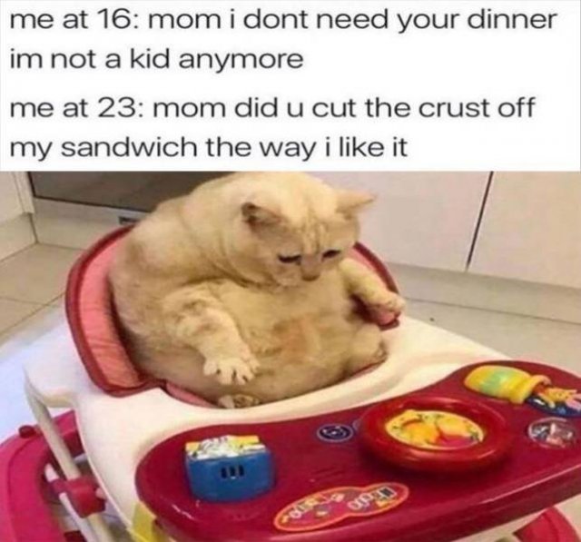 Random Funny Memes (71 pics)