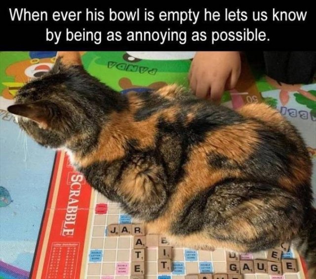 Random Funny Memes (71 pics)