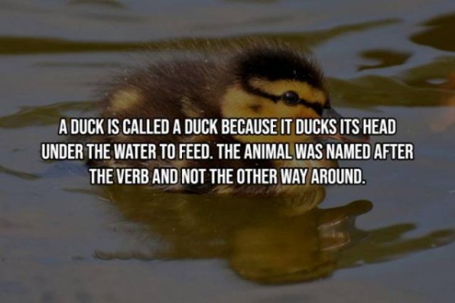 Intriguing Facts (19 pics)