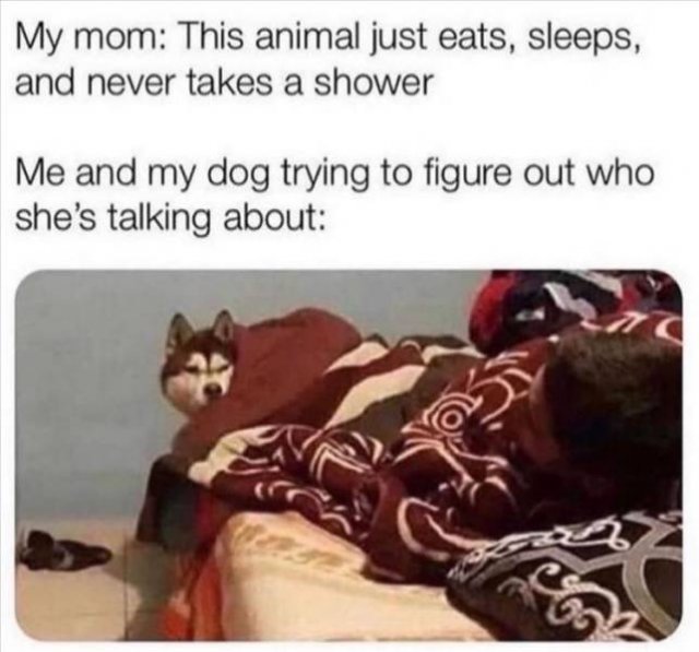 Random Funny Memes (122 pics)